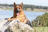 BERGER ALLEMAND 711
